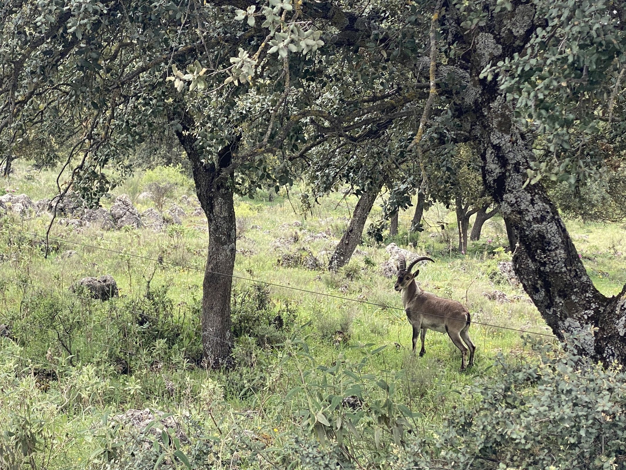 priego de cordoba zuheros iberian ibex 3066